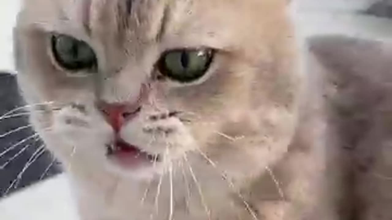 Meow express arrives at full - Speed