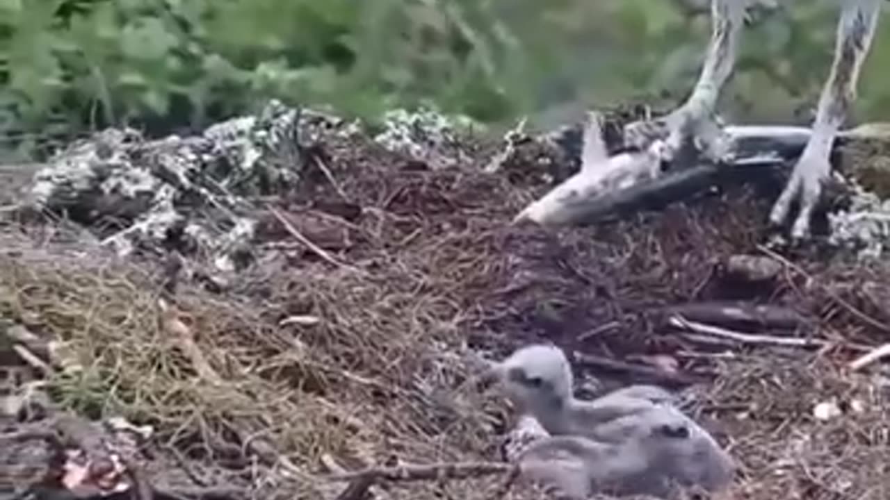 Falcon Beautiful moments ( heart touching recites)