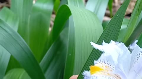 Aranha 🕷 branca na flor de iris