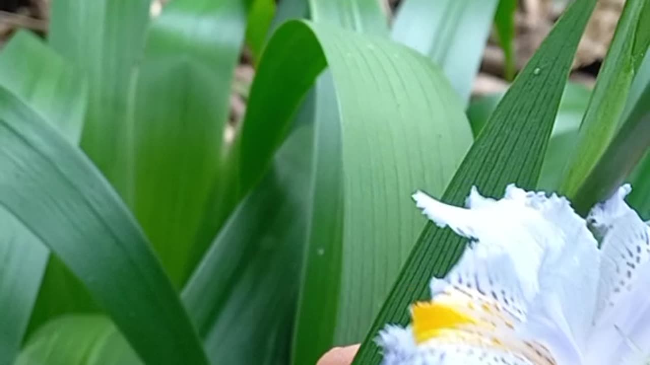 Aranha 🕷 branca na flor de iris