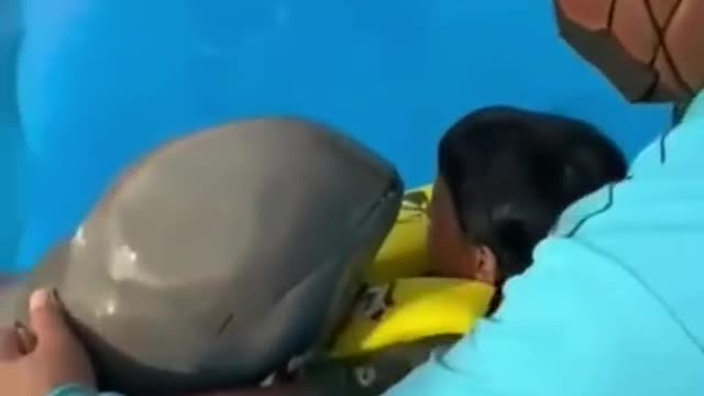 Dolphin play with Kids