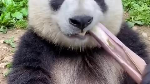 Very cute panda, eating very fragrant, just like biting a celery