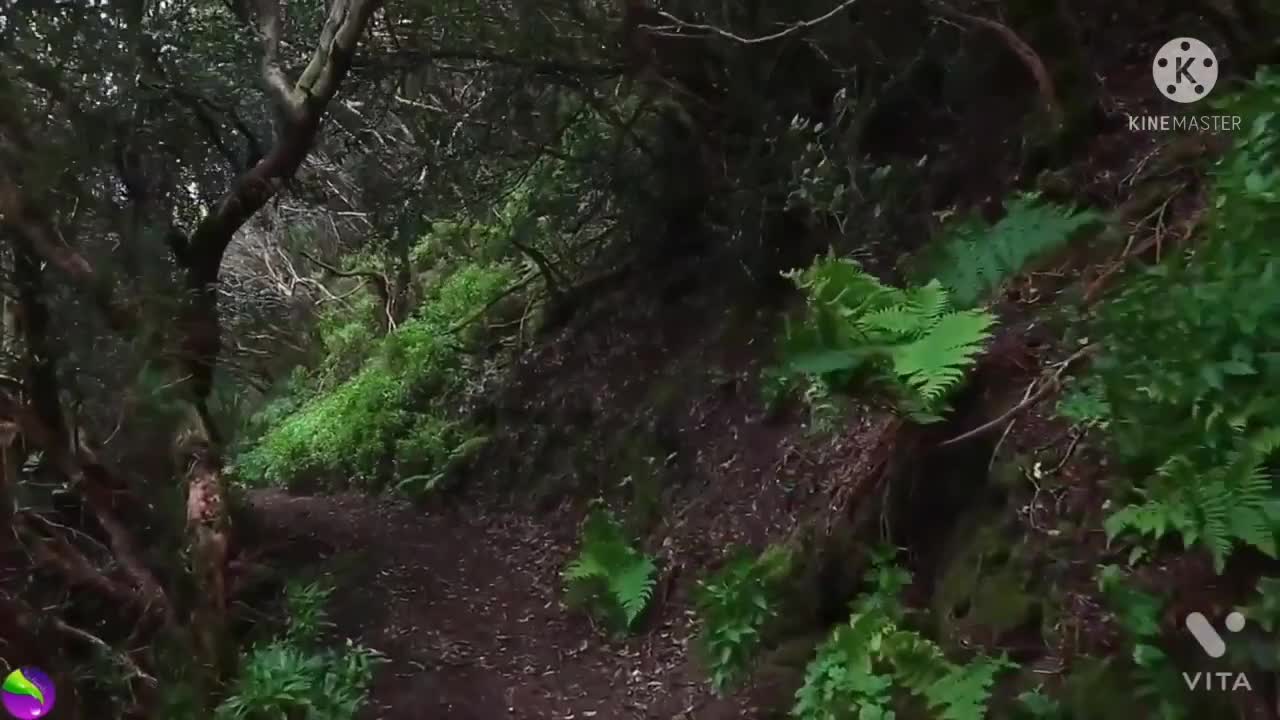 Nature and forest!!cinematic video(selflesslove)world relaxing video
