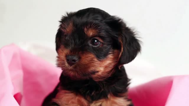 puppy Yorkshire terrier close-up in pink cloth