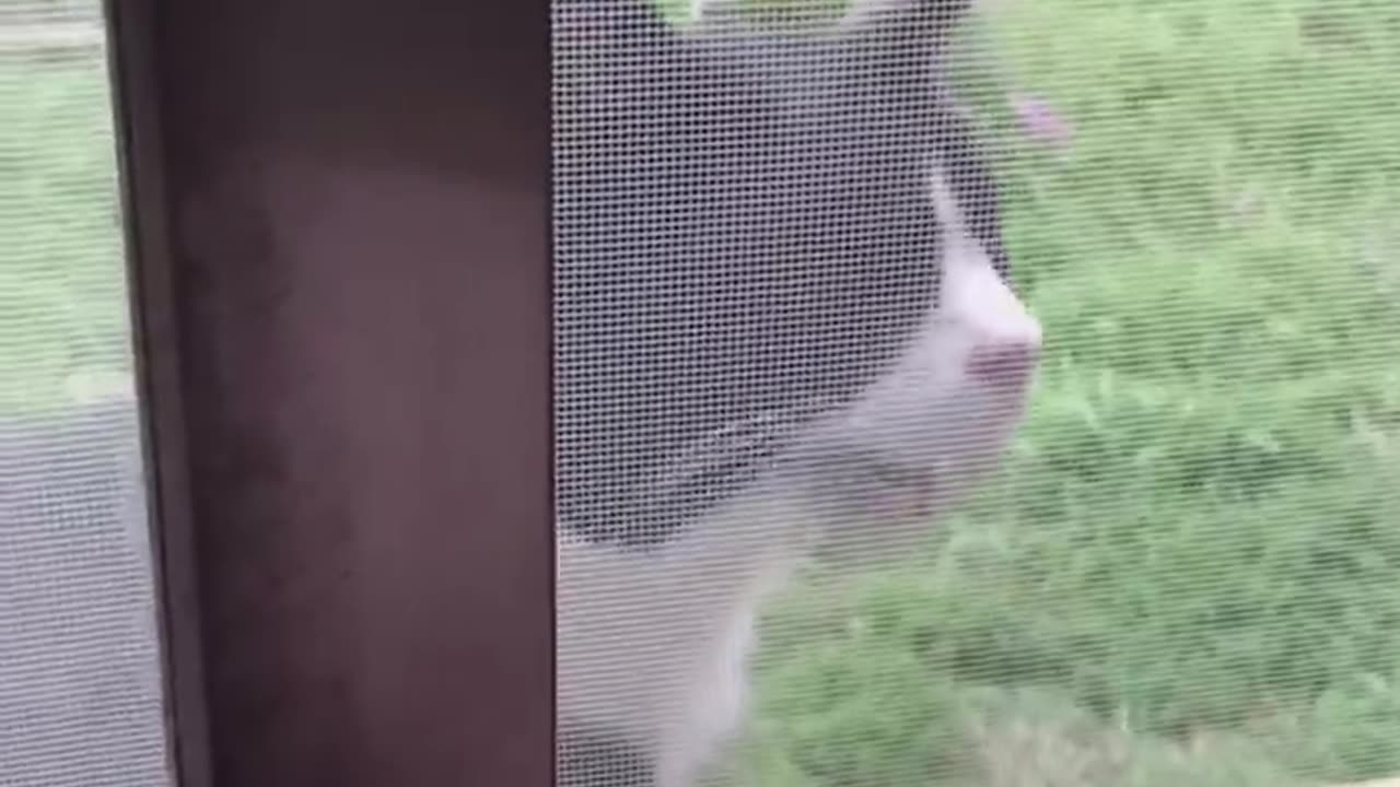 Funny cats