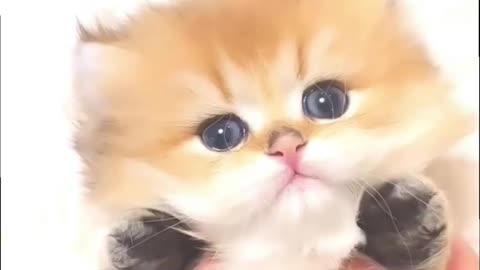 small*cute*baby*kitten*trending*video_💕👌