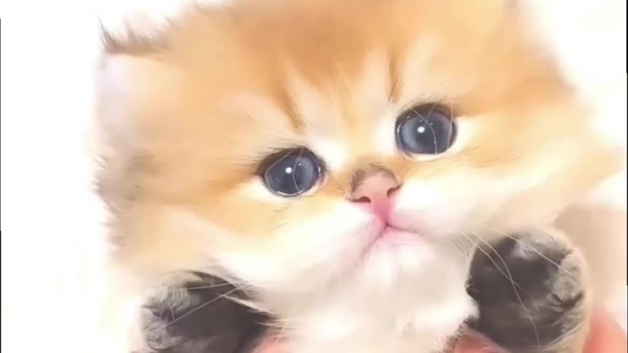 small*cute*baby*kitten*trending*video_💕👌