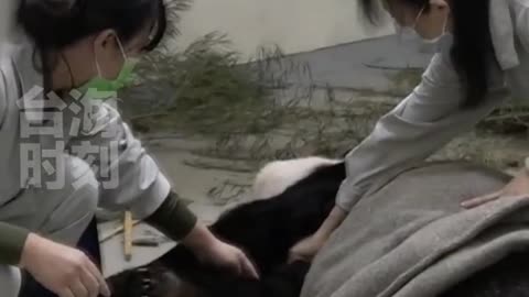 The panda "Tuan Tuan" had four seizures within three hours of being donated to Taiwan