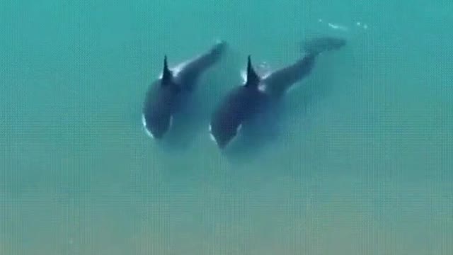 Two whales on land