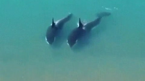 Two whales on land