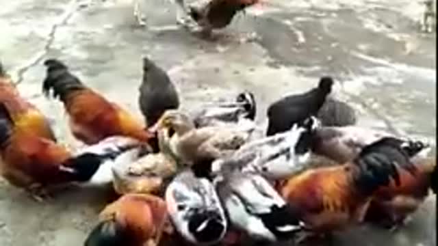 Funny animal videos
