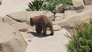 Bear Family Pool Party