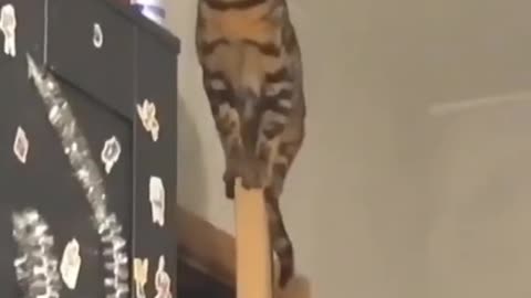 #cat