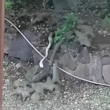 Mongooses fight back against a python