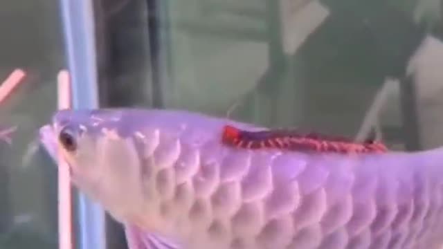 This golden arowana is awesome, with chopsticks in its mouth and a centipede on its back.