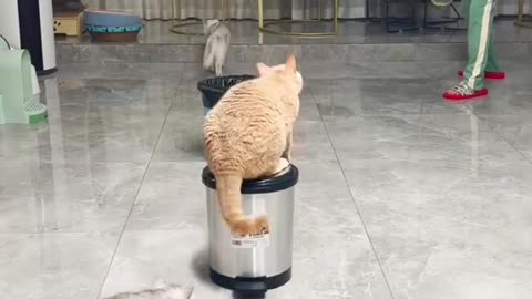 funny cats , The cats are playing tennis
