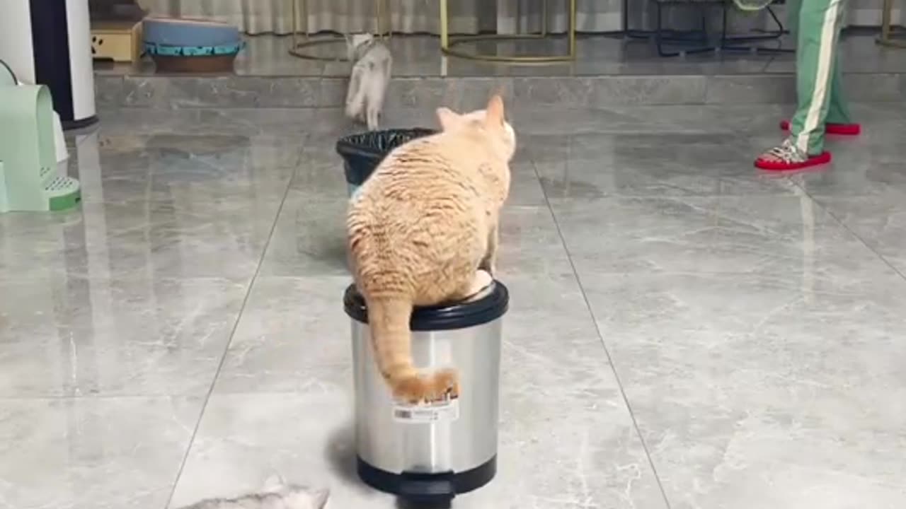 funny cats , The cats are playing tennis