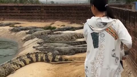 Woman vs Crocodile