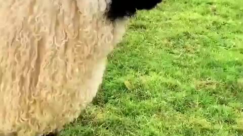 Playing with sheep