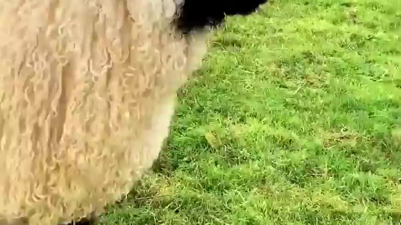 Playing with sheep