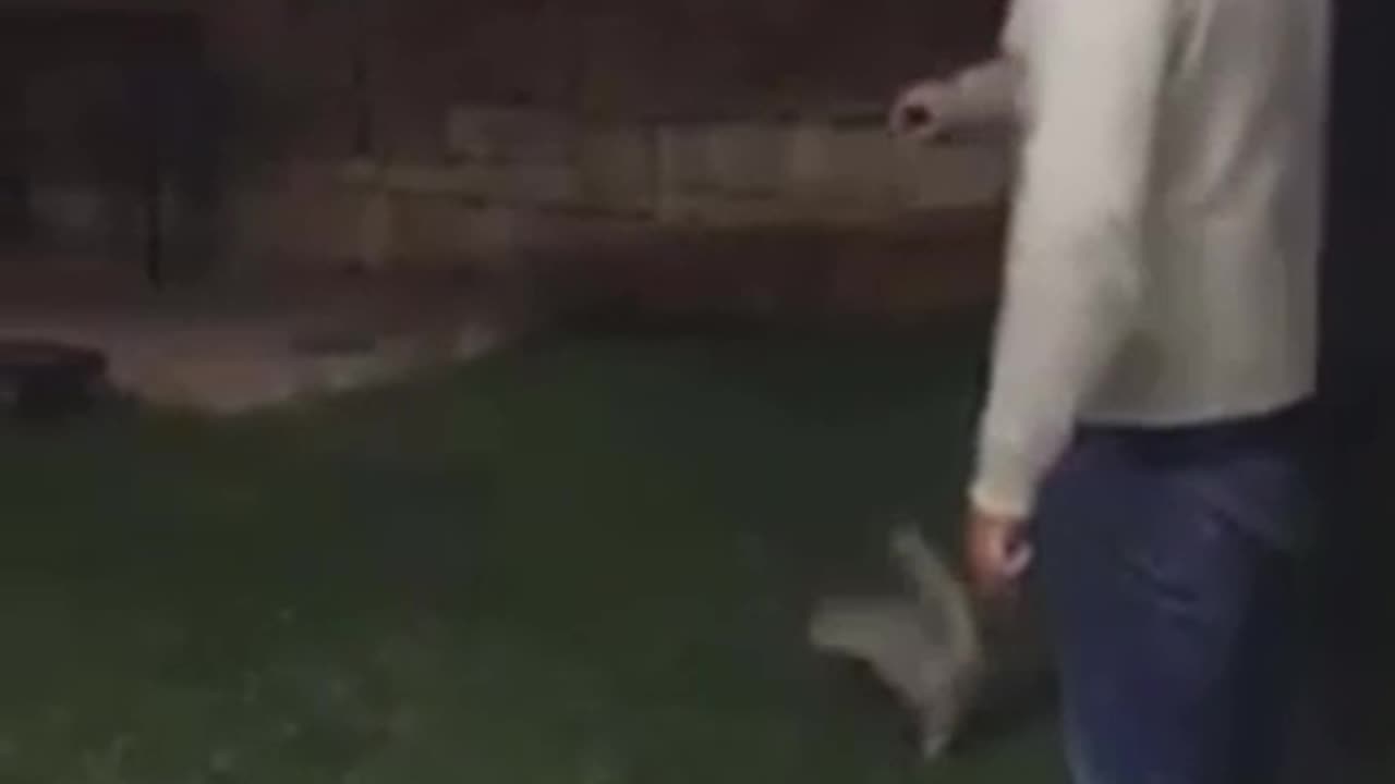 Poor kitten