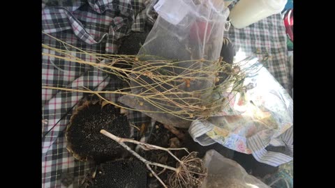 Seed Saving with Kath Moller at Duncraig Edible Garden March 2019