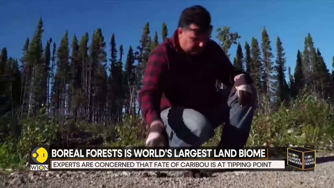 WION Climate Tracker_ Boreal forest sees sharp decline in Reindeer population _ World News _ WION