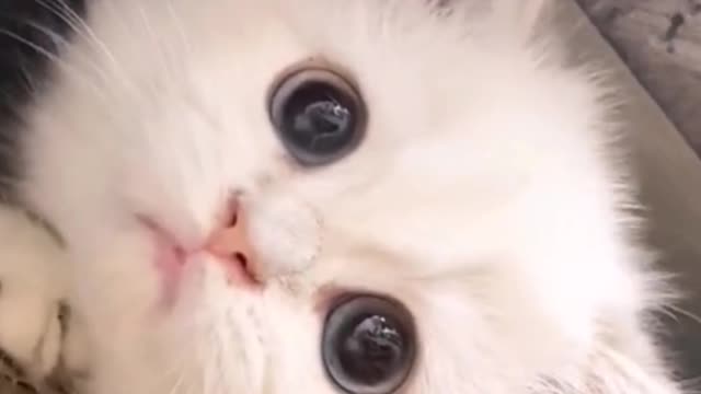 Why don't kittens inherit abnormal pupils?
