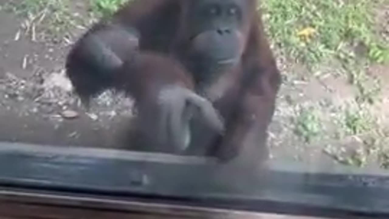 orangutan