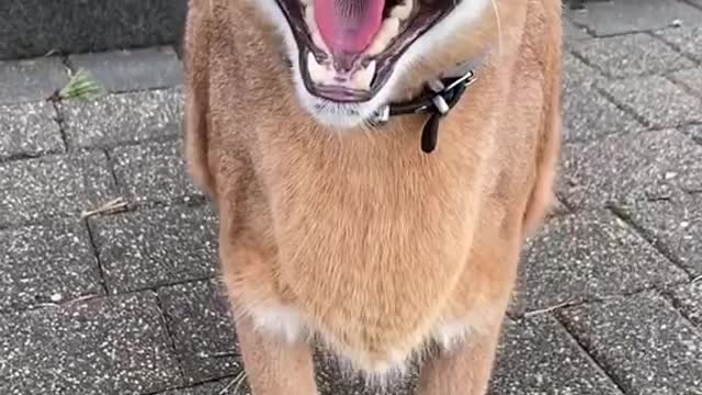 Don't come any closer fren!