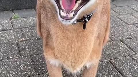 Don't come any closer fren!