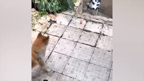 Funny animals and etc.