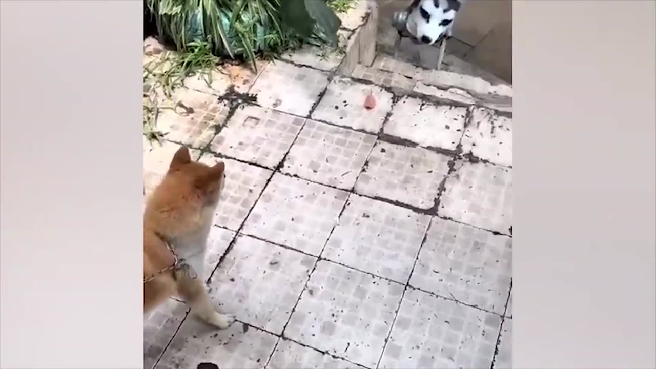 Funny animals and etc.