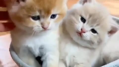 cute kittens playing at home