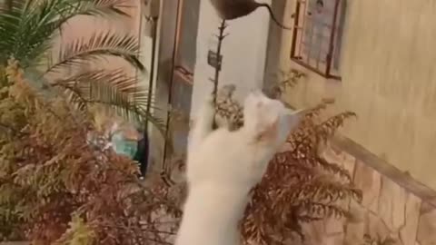 Funny Animals, Funny Animal dancing