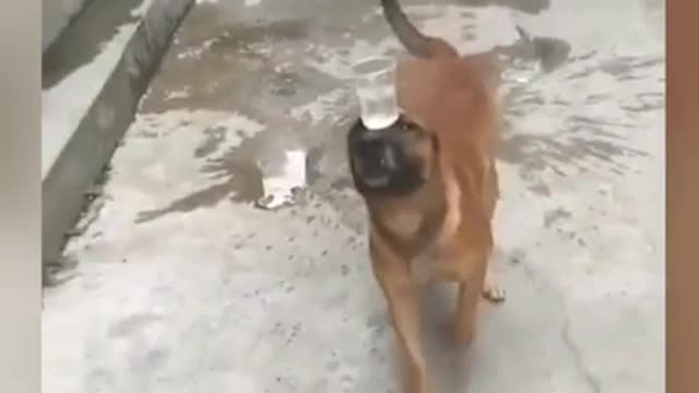 This animals is so happy🤣🤣