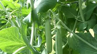 GARDEN ( Peas first of the year)