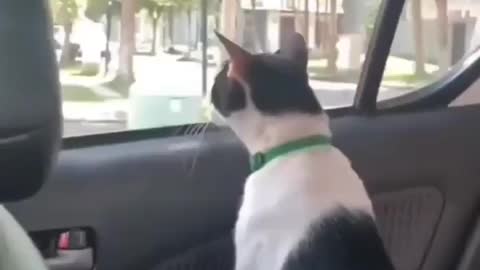 smart cat!!