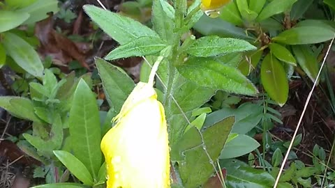 Common evening-primrose