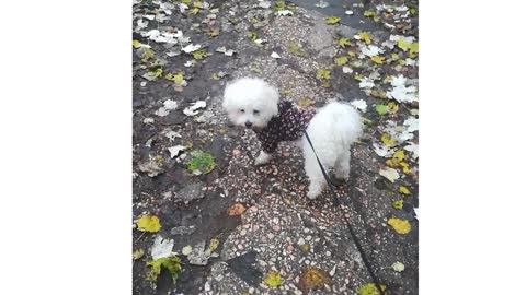 Bichon Frize named coconut
