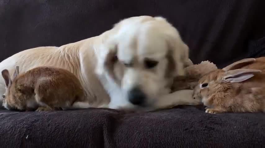 Funny Dog Plays with Rabbits on the Couch