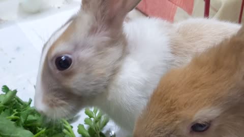My Pet Bunnies eating their veggies