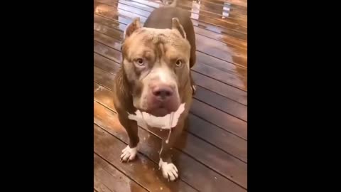 Funny pets moment