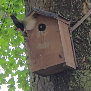 A bird flies in slow motion towards a birdhouse with food.