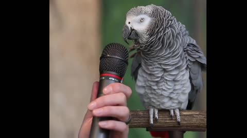 Parrot talking