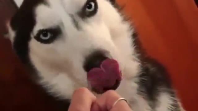 Husky looks like a wolf, and his character is very gentle