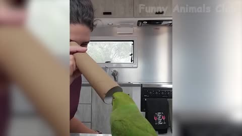 Funny cute animals amusing compilation