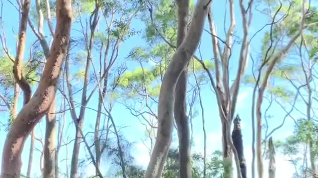 australianwildlife cuteanimals