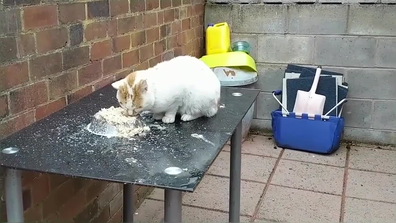 Two Hungry Stray Cats In My Yard