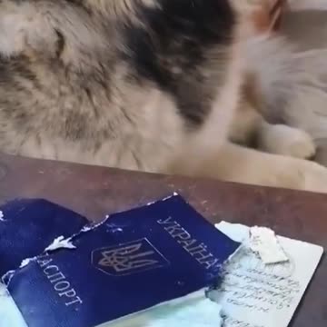 Ukajinské pasy chutnají nejlépe